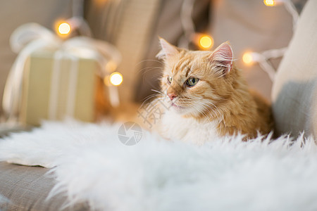 宠物,诞节红色塔比猫沙发上与礼物家里冬天沙发上的红色塔比猫,家里诞礼物图片
