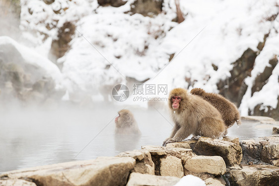 动物自然野生动物日本猕猴雪猴吉戈库达尼公园的温泉温泉中的日本猕猴雪猴图片