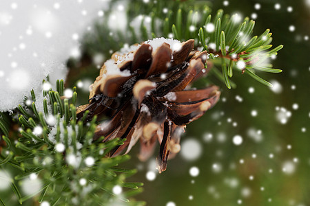 季节,野生自然诞节冷杉枝与雪锥冬季森林冬季森林中雪锥的冷杉枝图片