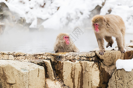 动物自然野生动物日本猕猴雪猴吉戈库达尼公园的温泉温泉中的日本猕猴雪猴图片