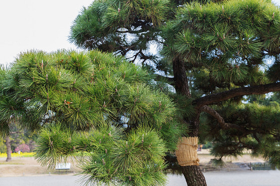 自然植物日本东京Hamarikyu花园公共公园的松树东京Hamarikyu花园公园的松树图片