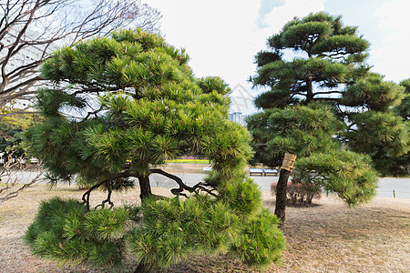 自然植物日本东京Hamarikyu花园公共公园的松树东京Hamarikyu花园公园的松树图片