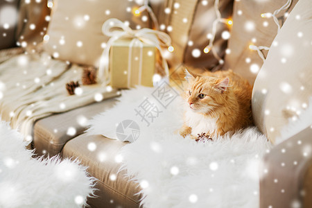 宠物,诞节潮湿的红色塔比猫沙发上与礼物家里的雪沙发上的红色塔比猫,家里诞礼物图片