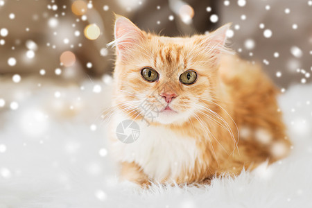 宠物,诞节冬天的红色塔比猫沙发上,羊皮家里下雪红塔比猫躺羊皮上,家里下雪图片