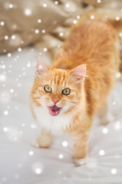 宠物 冬天潮湿的红色塔比猫床上飞雪红色的塔比猫雪地上躺床上高清图片下载 正版图片 摄图网 宠物 冬天潮湿的红色塔比猫床上飞雪红色的塔比猫雪地上躺床上高清图片下载 正版图片 摄图网