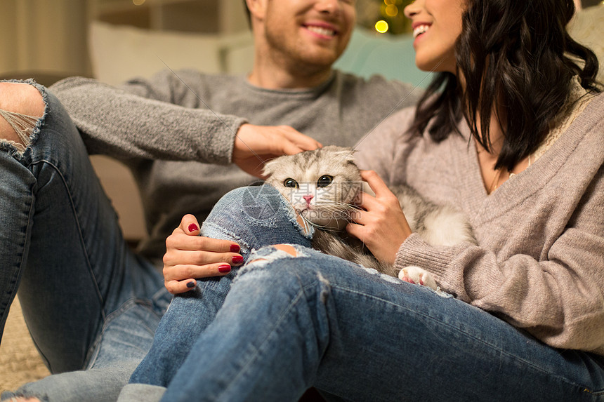 宠物人的亲密的夫妇与苏格兰折叠猫苏格兰折叠猫亲密接触