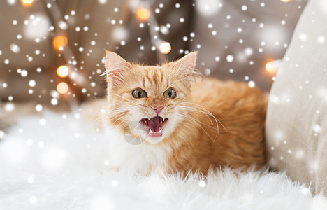 宠物,诞节,冬天潮湿的红色塔比猫家里的羊皮上飞雪诞节家的红塔比猫图片