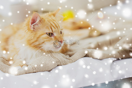宠物红色塔比猫躺家里的毯子冬天的雪冬天,红塔比猫躺家里的毯子上图片