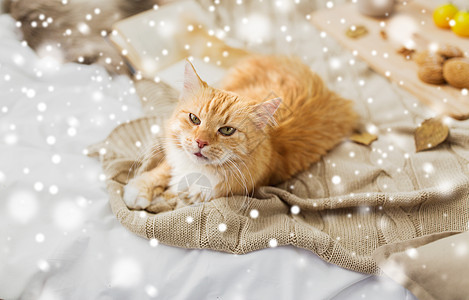 宠物,潮湿冬天的红色塔比猫躺家里的毯子上雪红塔比猫躺家里的毯子上下雪图片