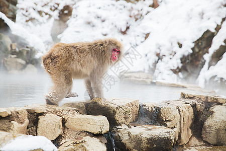 动物自然野生动物日本猕猴雪猴吉戈库达尼公园温泉图片