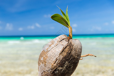 异国情调的食物自然椰子热带海滩法属波利尼西亚法属波利尼西亚热带海滩上的椰子图片