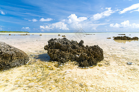 无脊椎动物,野生动物自然硬石珊瑚海滩法属波利尼西亚法属波利尼西亚海滩上的硬石珊瑚图片