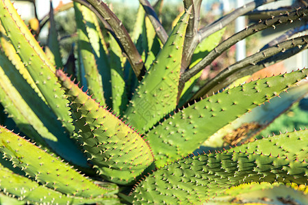 自然,植物学花卉接近芦荟植物生长户外芦荟植物生长户外图片