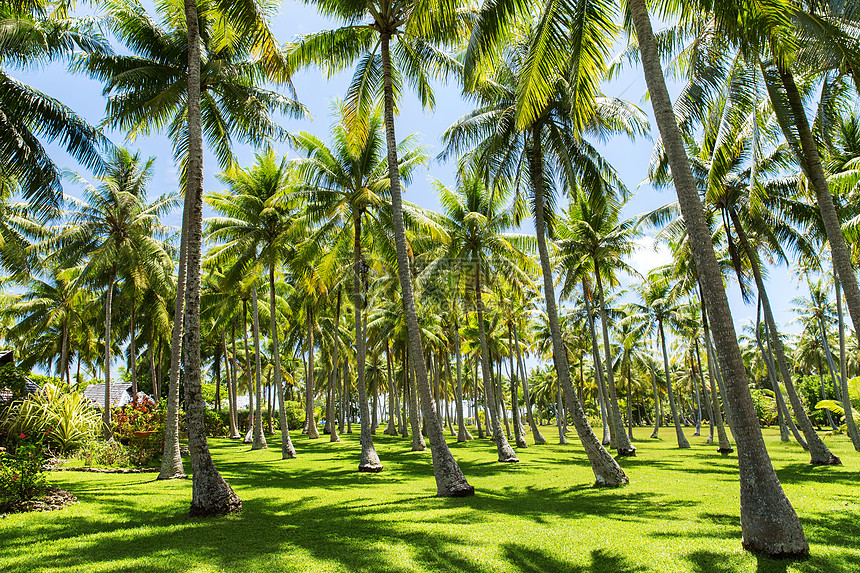 旅行,海景自然棕榈树热带岛屿法属波利尼西亚法属波利尼西亚热带岛屿上的棕榈树图片