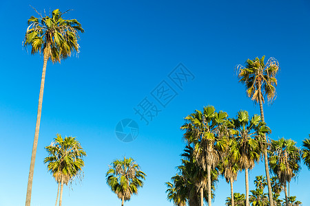 自然暑假的棕榈树蓝天威尼斯海滩,加利福尼亚加州威尼斯海滩上空的棕榈树图片