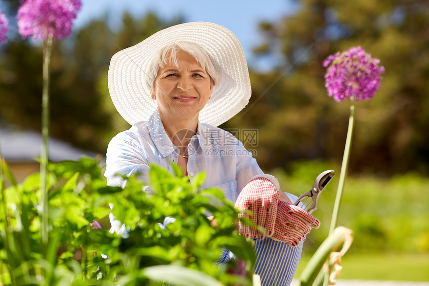 园艺人的快乐的老年女子与普纳照顾花夏季花园花园修剪花的高级女人高清图片下载 正版图片 摄图网 园艺人的快乐的老年女子与普纳照顾花夏季花园花园修剪花的高级女人高清图片下载 正版图片 摄图网