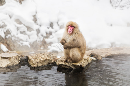 动物自然野生动物日本猕猴雪猴吉戈库达尼公园温泉日本猕猴雪猴温泉图片