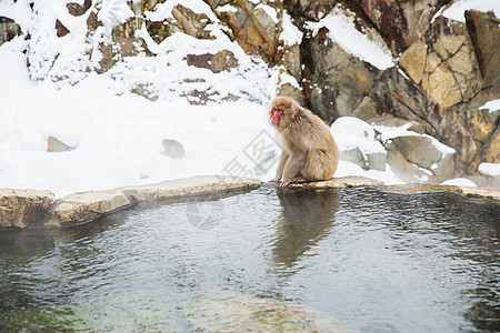 动物自然野生动物日本猕猴雪猴吉戈库达尼公园温泉日本猕猴雪猴温泉图片