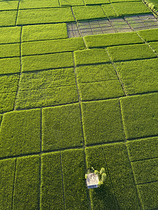 稻田鸟瞰,巴厘岛,印度尼西亚图片