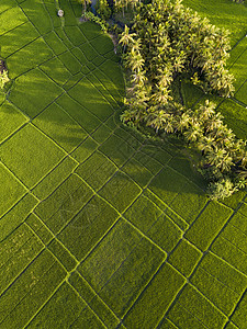 稻田鸟瞰,巴厘岛,印度尼西亚图片