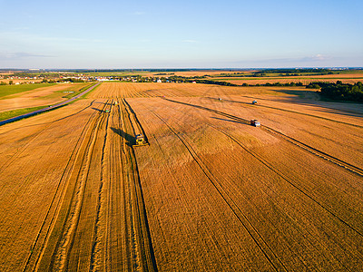 机械农场收割机场景工作结合机器收割农业金熟麦田白俄罗斯明斯克附近的大型黑麦场上工作的联合航空视图背景