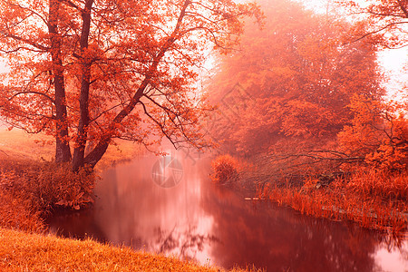 秋天的色彩秋天的雾江上河岸上的阿尔登树秋天迷蒙的早晨秋天的黎明场景图片