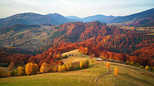 美丽的山秋景观与草地五颜六色的森林山坡上的红色,黄色,橙色的树自然公园Synevyr,喀尔巴阡山脉,乌克兰,欧洲背景图片