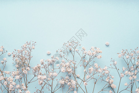 浅蓝色花背景边界与白色果蝇花婴儿呼吸花帕塞尔蓝色桌平坦的春天夏天图片