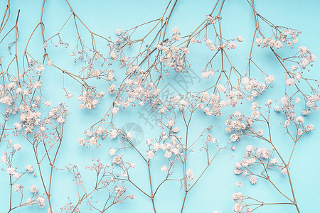 浅蓝色花背景与白色果蝇花图片
