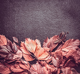 黑色背景上的红叶复古黑色桌子上棕色的叶子,顶部的视图,边框图片