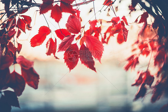 秋天的自然背景与悬挂弗吉尼亚树枝叶,户外图片