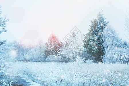 美丽的冬季景观,积雪覆盖树木,草地,冷杉树阳光降雪户外阳光明媚的冬日图片