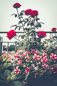 秋天阳台花园,玫瑰牵牛花露台上各种花盆装饰植物城市园艺图片