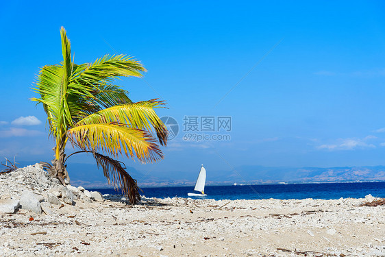 斐济白色沙滩上的棕榈树图片