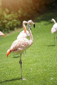 粉红色的火烈鸟走绿色的草地上图片