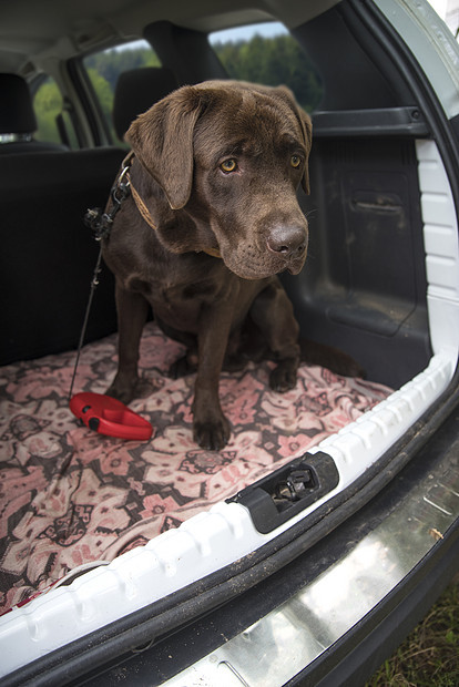 狗巧克力拉布拉多汽车后备箱里旅行图片
