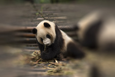 熊猫坐森林里吃竹子图片