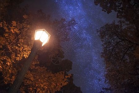 秋天的树木映衬着夜空图片