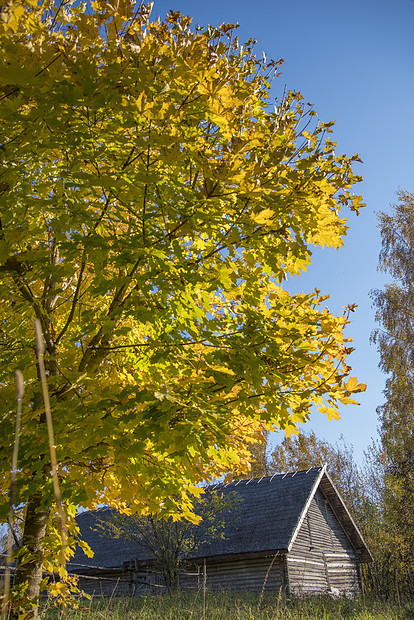秋天的俄罗斯老村庄木屋图片