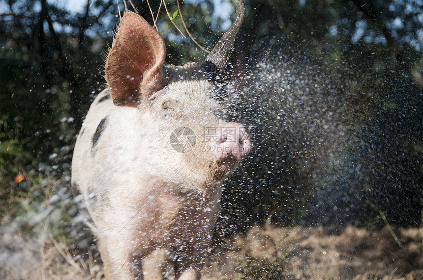 猪被喷水图片