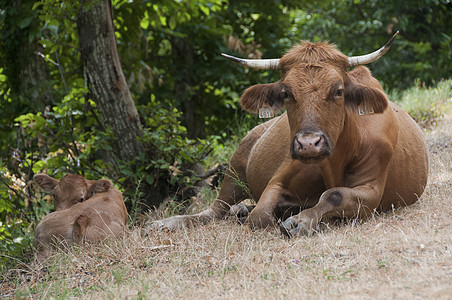 法国比利牛斯山脉的野生漫游牛图片