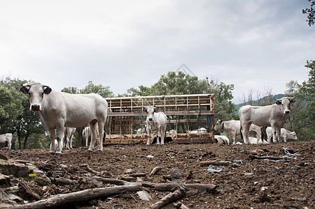 法国比利牛斯山脉,野生牛围绕着个空的饲料料斗图片