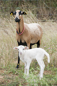 纯种的喀麦隆羊她的塔拉索尼斯杂交喀麦隆羔羊图片