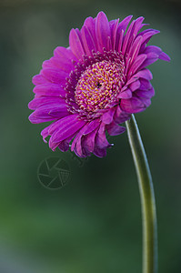 非洲菊花的研究背景图片