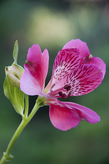 美丽的粉红色斑点花