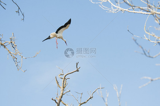 白鹳飞翔图片