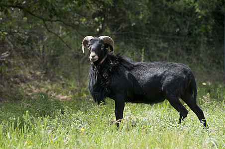 布莱克喀麦隆公羊图片