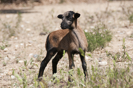 喀麦隆绵羊羔羊图片