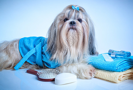 施子狗洗后浴袍,毛巾梳子柔的蓝色背景色调图片