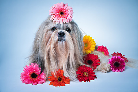 施子狗躺着花放松良好的香味图片